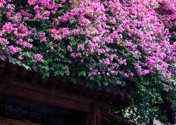 成都租大巴车攻略，这些靠谱渠道和隐藏细节，让你组队出游不踩*-第1张图片-成都租车公司